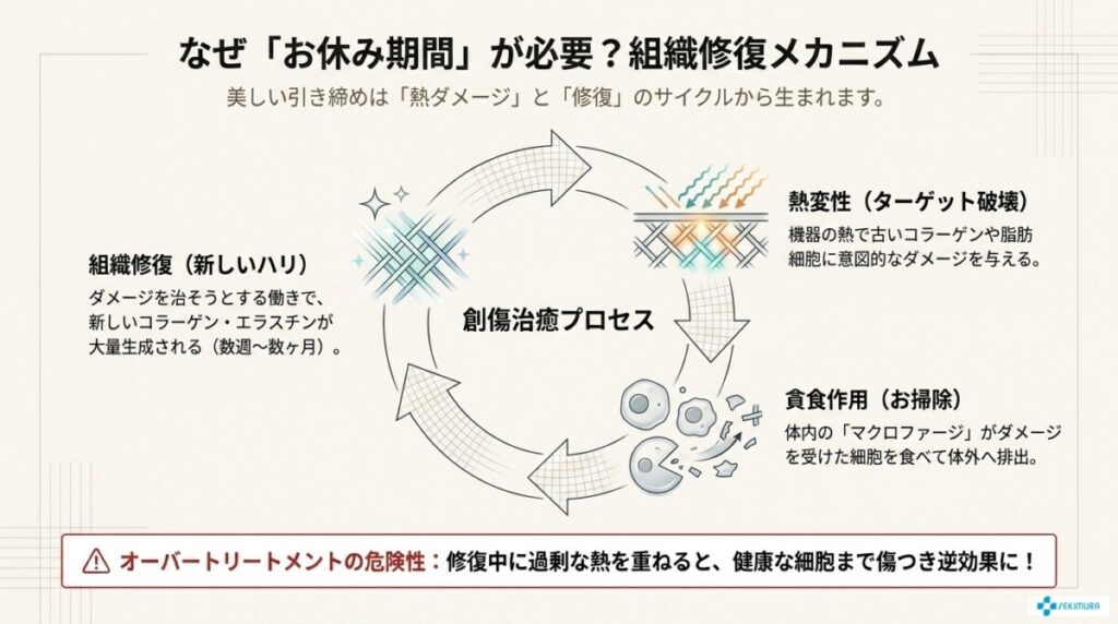 なぜ間隔が必要?熱変性と組織修復のメカニズム