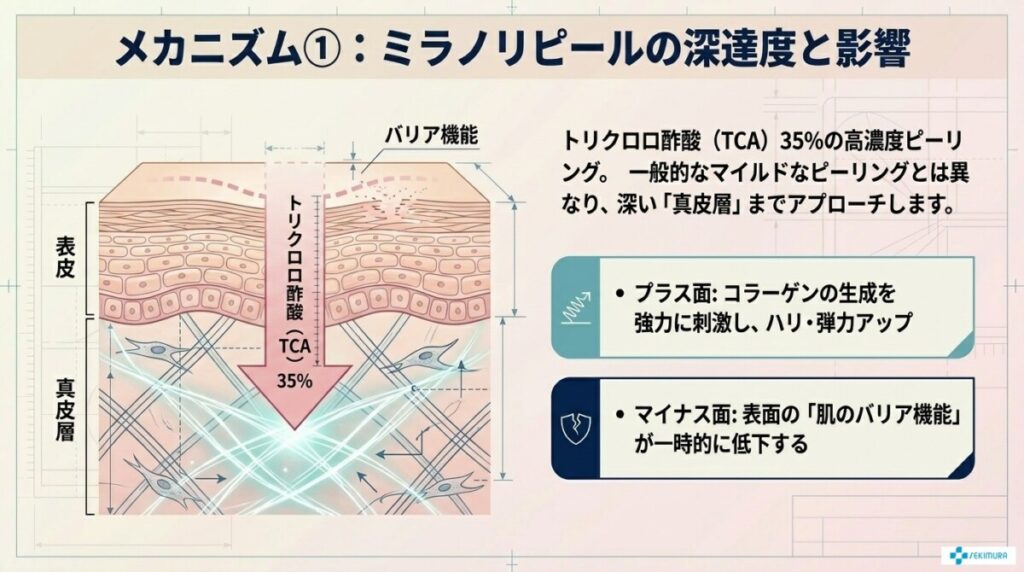 ミラノリピール（TCAピーリング）の深達度と肌への影響